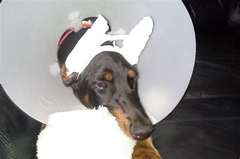 Doberman Ear Cropping Pros & Cons: Should You Do It? – Doberman Planet