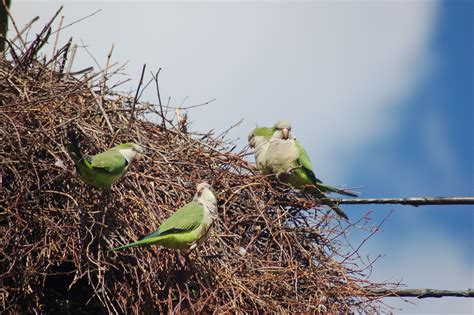 Wild Quaker Parrots inspect their massive colonial nest site in Queens, NY.