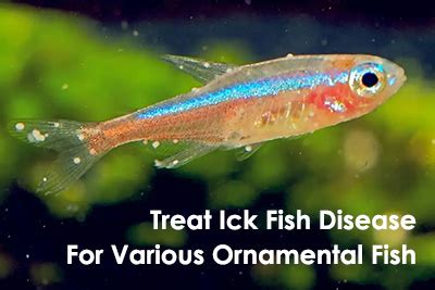 Treat Ick Fish Disease For Various Ornamental Fish - hygger