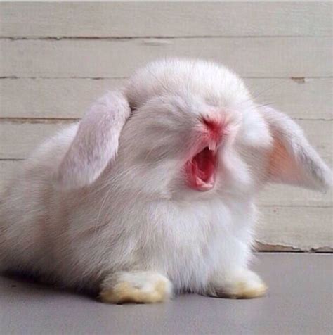 Yawning bunny Pet Bunny, Cute Little Animals, Cute Funny Animals, Cute Babies, Bunny Rabbit ...