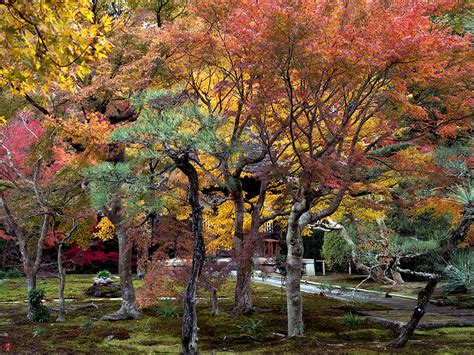 FROM THE GARDEN OF ZEN: Autumn leaves: Chojyu-ji