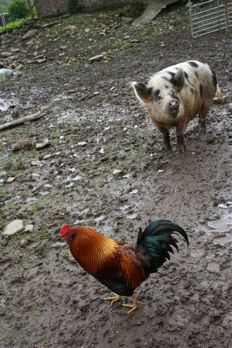 Pig And Chicken Free Stock Photo - Public Domain Pictures