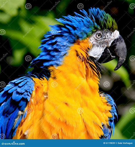 Blue and Gold Macaw stock image. Image of ararauna, talkative - 6119839