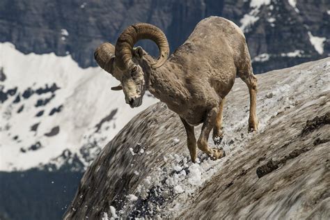 cabra, montesa, carnero, cuernos, nieve, 1705051354 | North american wildlife, National parks ...