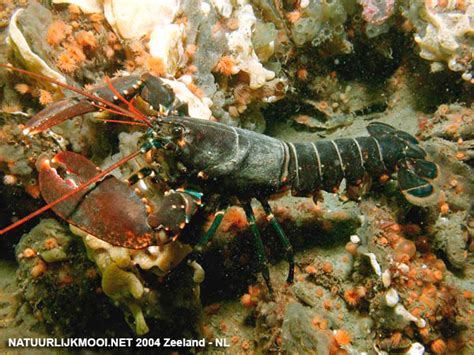 Homarus gammarus