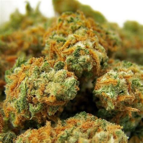 Top 7 Sativa Strains: The Best South African Weed Strains [Updated ...