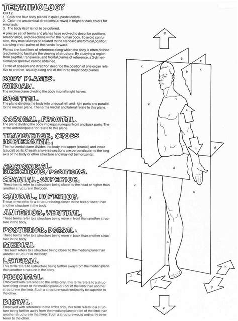 Blank Printable Anatomical Position