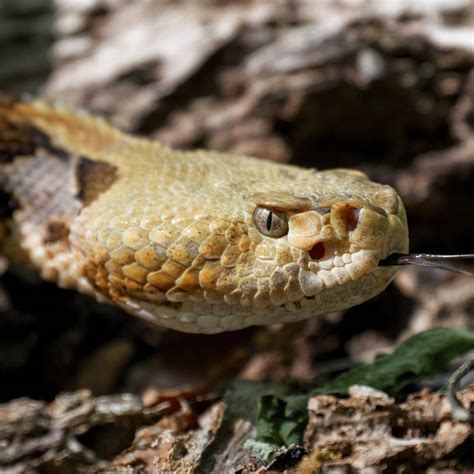 Download Common Timber Rattler Snake Closer Look Wallpaper | Wallpapers.com