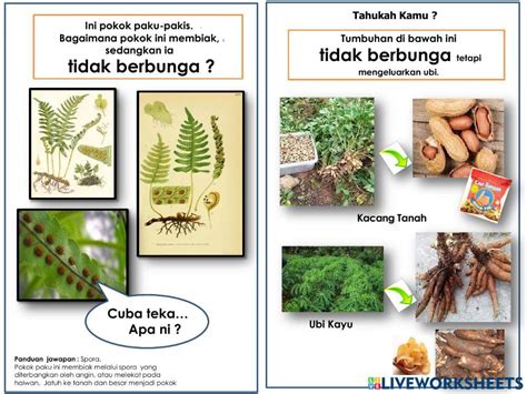 Tumbuhan Tidak Berbunga interactive worksheet | Live Worksheets