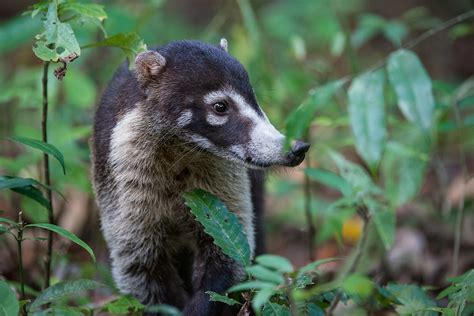 Coati Portrait | Sean Crane Photography