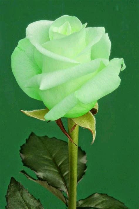 Pin di Nicole 🍀 M.🇮🇹🇩🇪 su ~Shades of GREEN~ | Fiori verdi, Bellissimi fiori, Fiori rosa