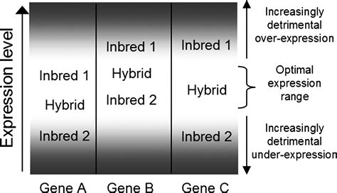 Allelic variation and heterosis in maize: How do two halves make more than a whole?