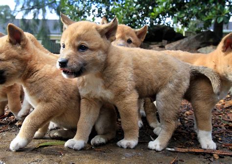 Cute Dingo Puppies