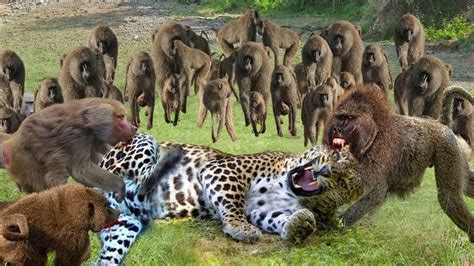 Baboon vs leopard, crazy wild animal attack! - YouTube