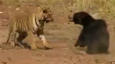 Remarkable video shows tiger and bear locked in ferocious fight | Fox News