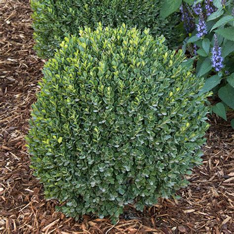 Best Small Evergreen Shrubs at Betty Medlin blog