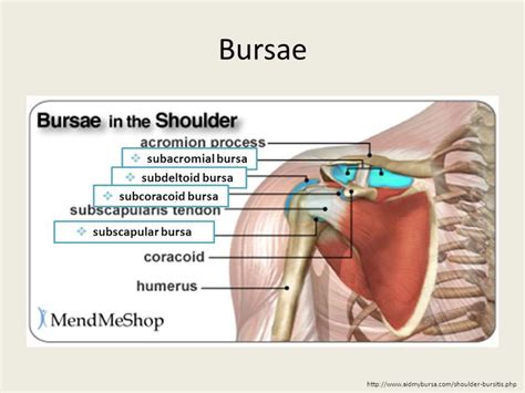 Image result for subscapular bursa | Bursa, Bursitis shoulder, Bursitis