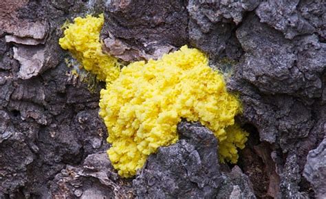 Physarum polycephalum, la muffa intelligente...senza cervello