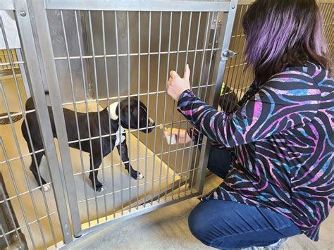 Bay County shelter dogs get to enjoy Christmas ‘pup cups’ treats ...