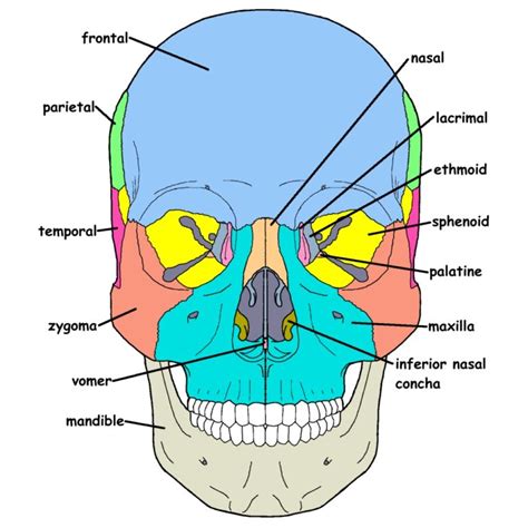 Craniosacral System Overview - Integrative Works