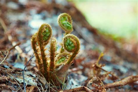 Edible Ferns: Identifying, Growing & Harvesting Fiddleheads