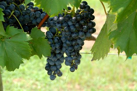 Vineyard Grapes Free Stock Photo - Public Domain Pictures