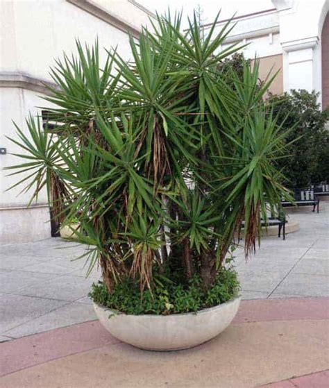 Growing Yucca Plants: Care In The Home and Garden