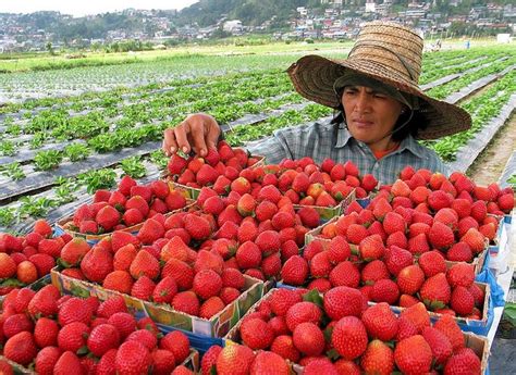 Strawberry Farm, Baguio City | Petani, Panen