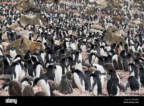 Adelie Penguins on breeding beach, Brown Bluff, Antarctica 11 January 2019 Stock Photo - Alamy