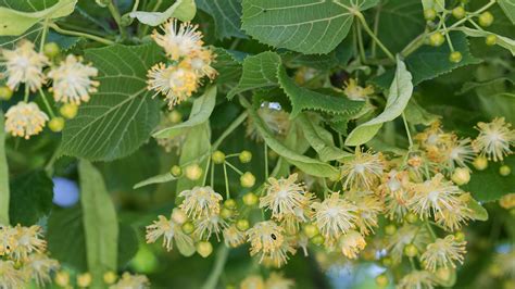 Common Lime (Tilia x europaea) - Woodland Trust