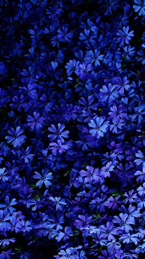 √ Blue Flower Aesthetic