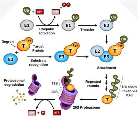 Proteolysis / Ubiquitin - Creative Diagnostics