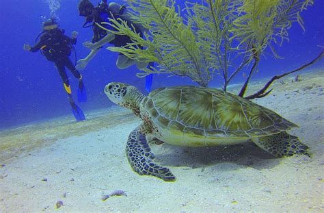 Scuba Diving in Arraial do Cabo - Itaway Ecotours