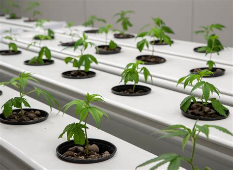 Hydroponic Systems For Cannabis Cultivation and Growing