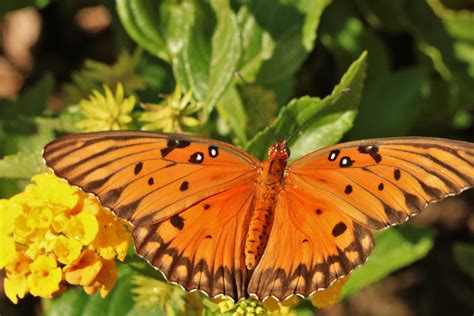 Gulf Fritillary Butterfly Close-up Free Stock Photo - Public Domain ...