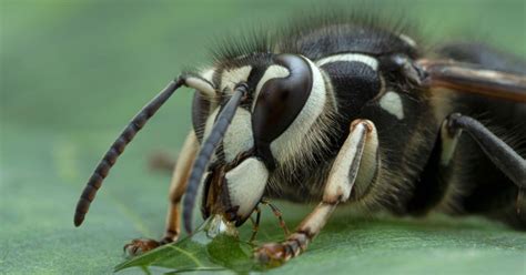 Bald-Faced Hornets: Dangers, Reasons To Fear! | Garfield Pest Control