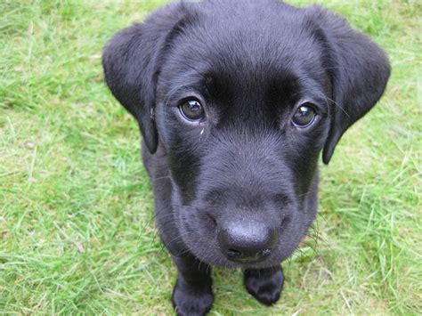 Puppy Black Labrador - Free photo on Pixabay - Pixabay