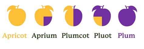 Understanding Stone Fruit Hybrids: Aprium, Plumcot, and Pluot ...