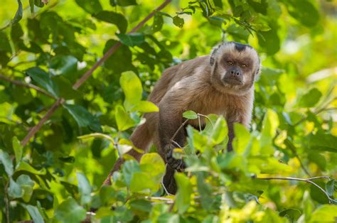 Brown Capuchin Monkey | Sean Crane Photography