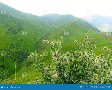 Green Mountains and Mountain Plants and Herbs Stock Photo - Image of plain, scene: 116401554