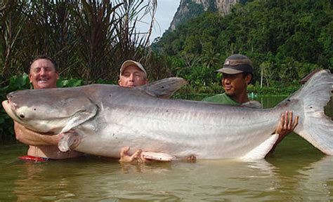 The Presurfer: Welsh Fisherman Captures Giant Catfish