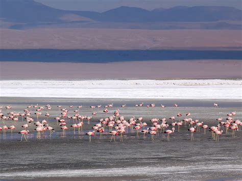 In Pictures: Flamingos | AMNH