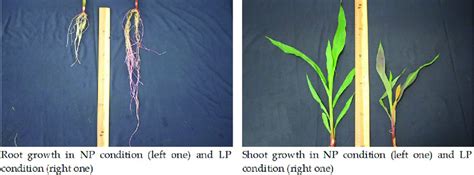 Root growth and shoot growth of maize in NP and LP conditions ...