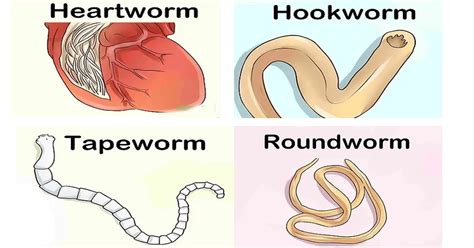 Identifying Tapeworms In Dogs