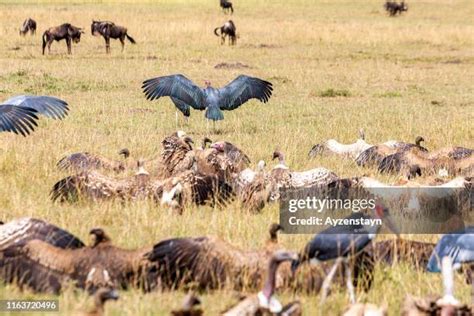 1,151 Vultures Feeding Stock Photos, High-Res Pictures, and Images - Getty Images