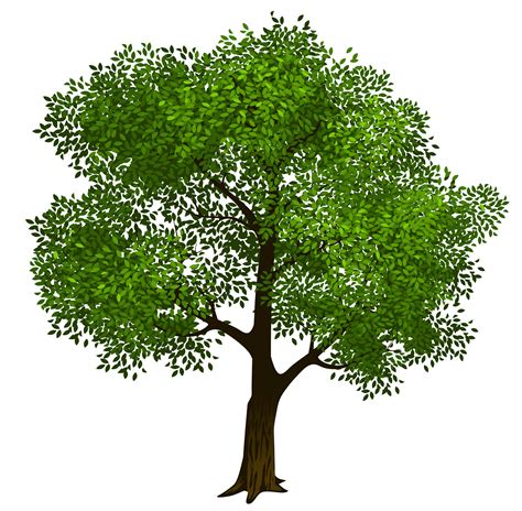 Transparent green tree clipart picture 6 - Cliparting.com