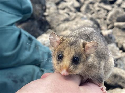 Help the mountain pygmy-possum - Australian Geographic