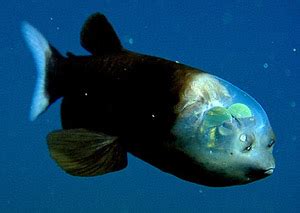 Barreleye Fish