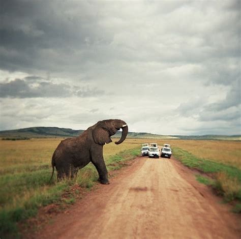 Pinterest: South Africa Safari Tour