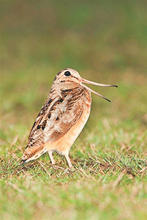 Swamp Birds: American Woodcock and Wilson's Snipe - Birds and Blooms